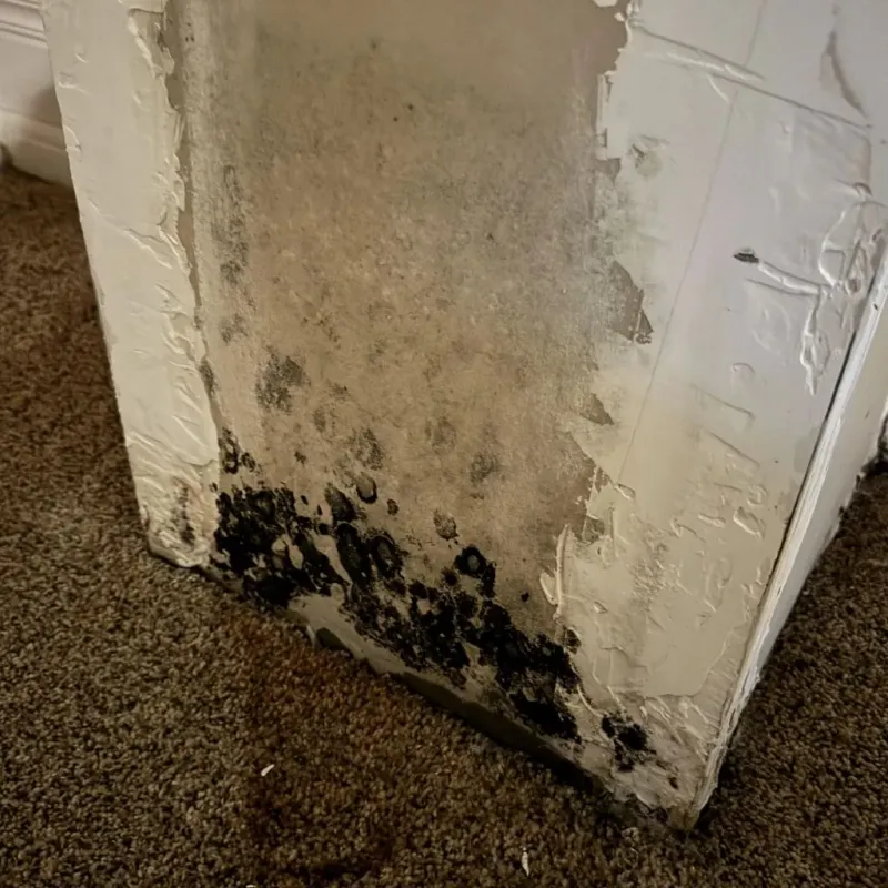Professional Mold Removal in Hemlock, MI